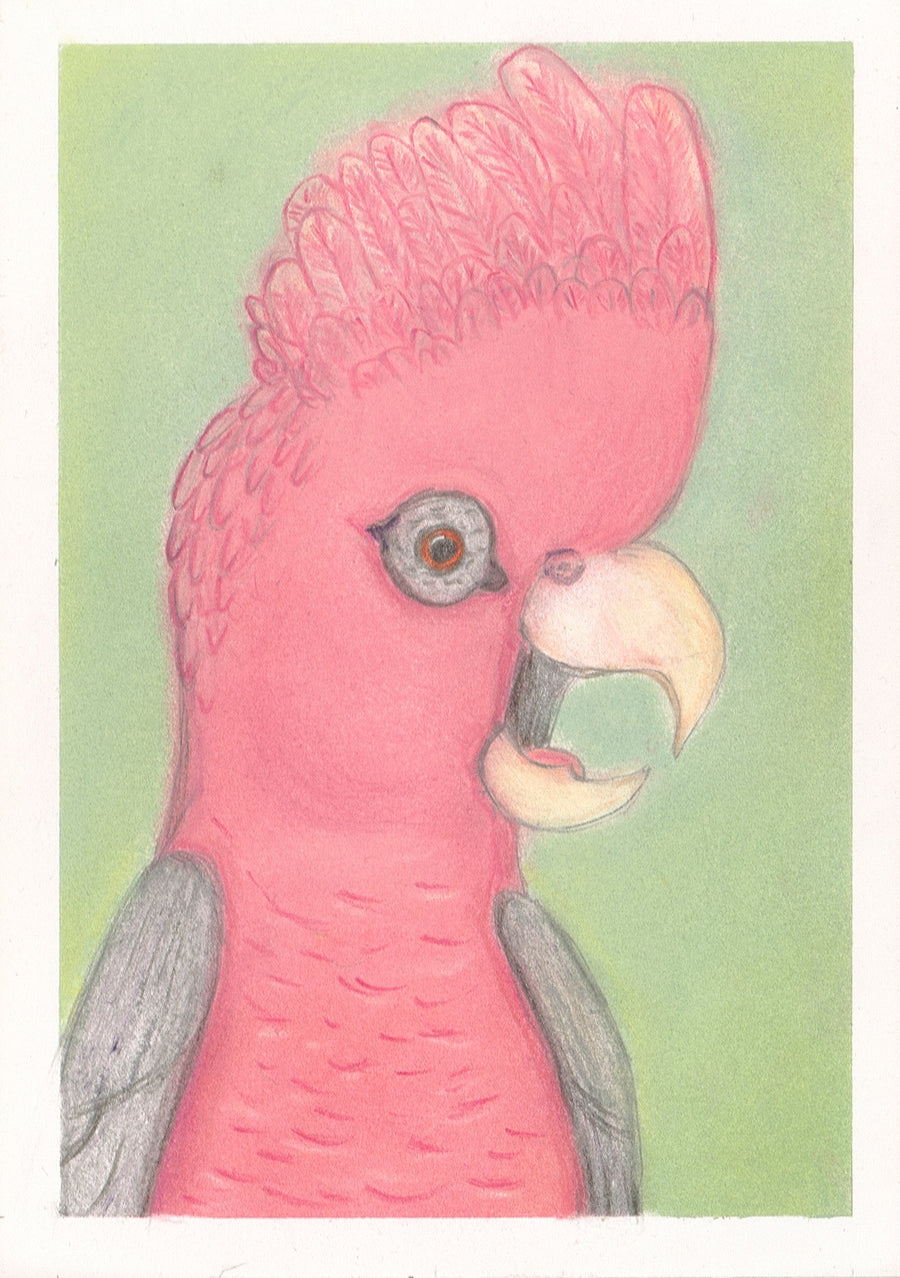 ANIMAL