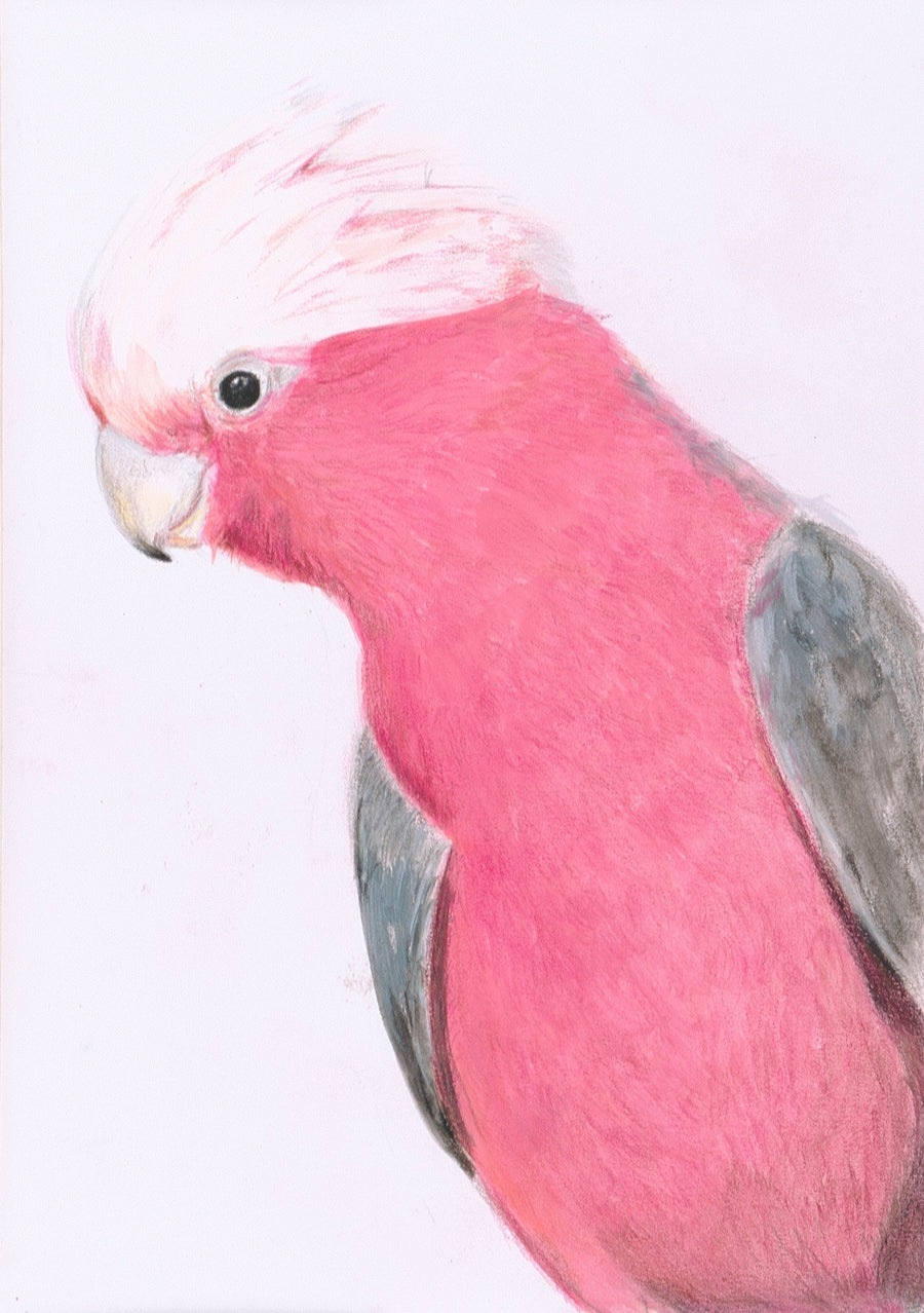 ANIMAL